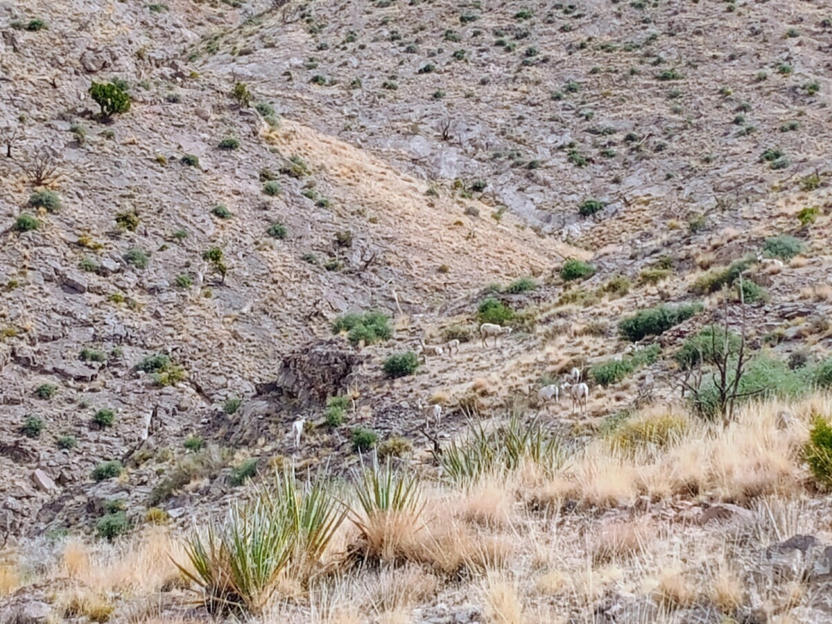 img_20250418_094428032_ae