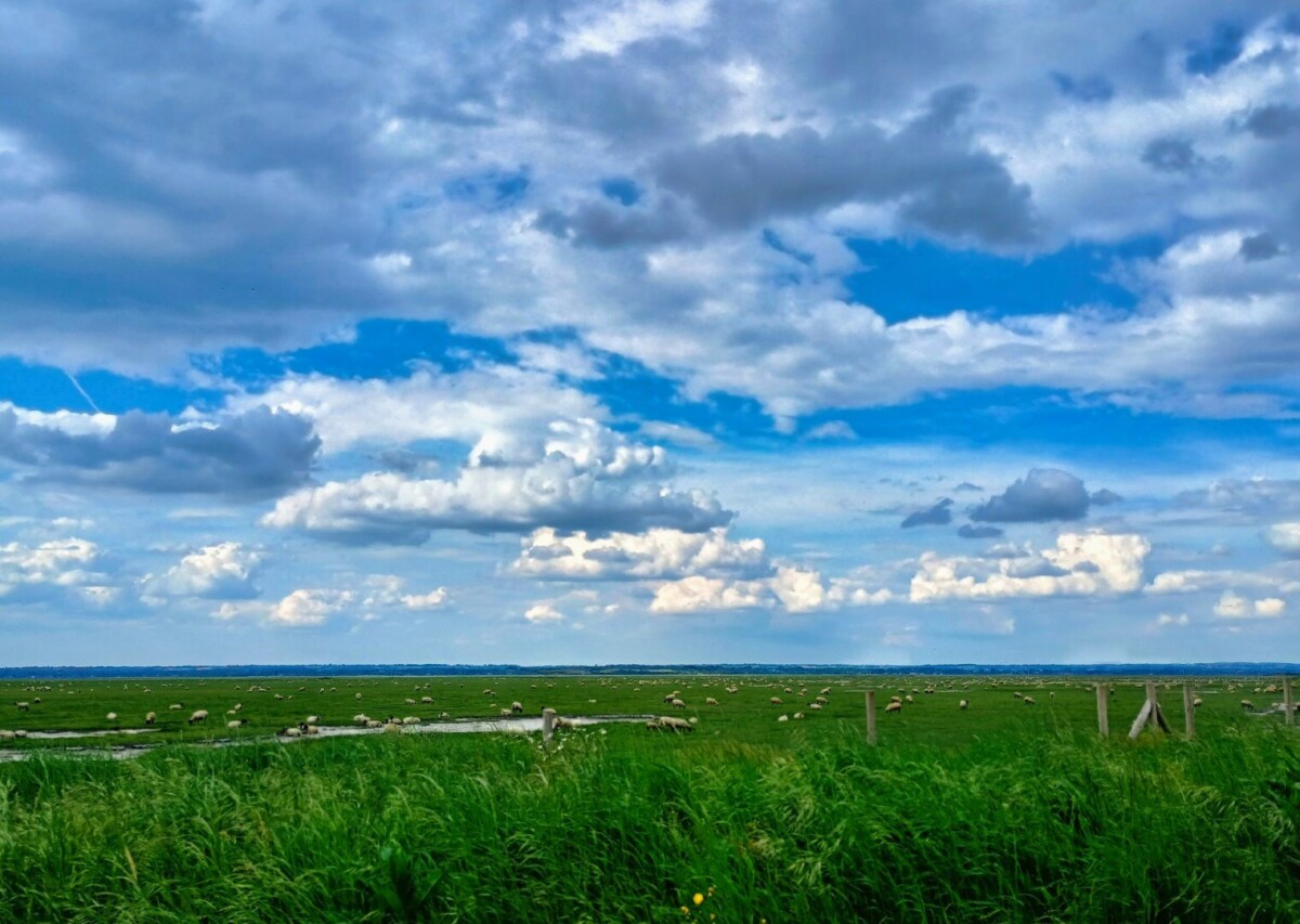 montst-61