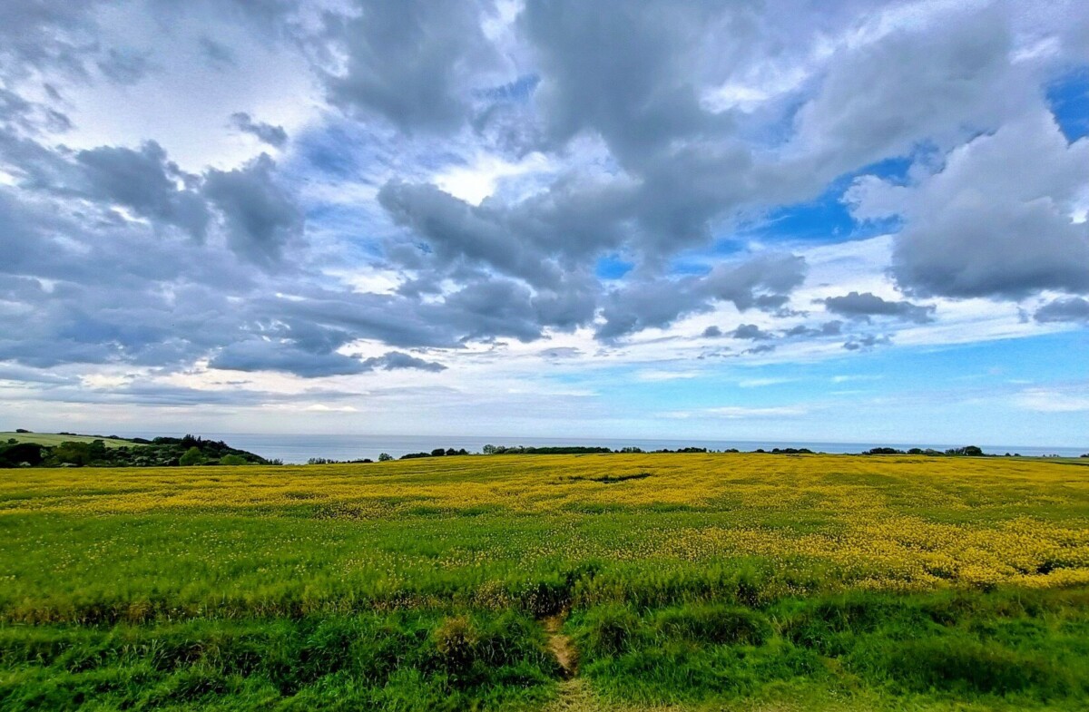 normartillery-28
